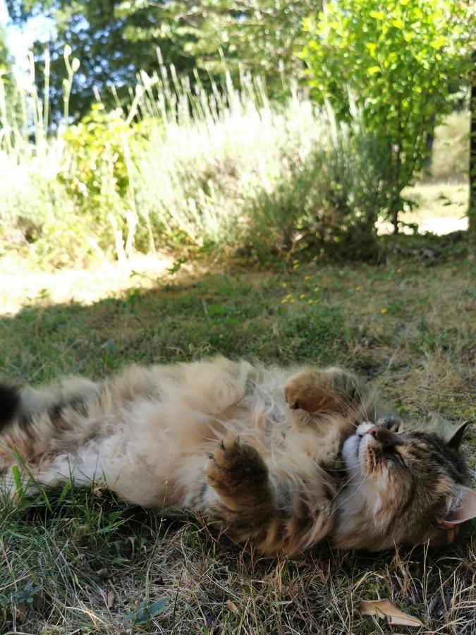 Quatre Chats sous un Pin Le Thoureil Extérieur photo
